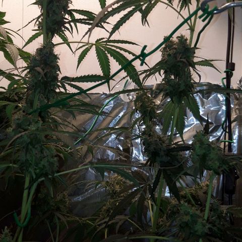 Critical Kush (Sanaleo) growlog timeline photo