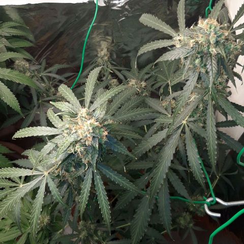 Critical Kush (Sanaleo) growlog timeline photo