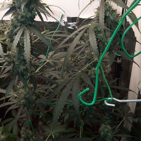 Critical Kush (Sanaleo) growlog timeline photo