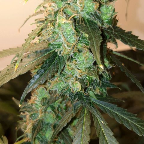 Critical Kush (Sanaleo) growlog timeline photo