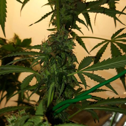 Critical Kush (Sanaleo) growlog timeline photo