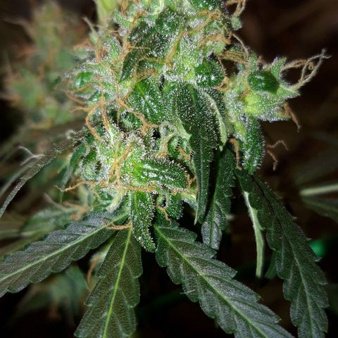Critical Kush (Sanaleo) growlog timeline photo