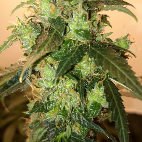 Critical Kush (Sanaleo) growlog timeline photo