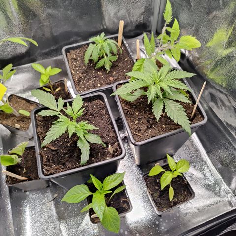 Fast Eddy Automatic growlog timeline photo