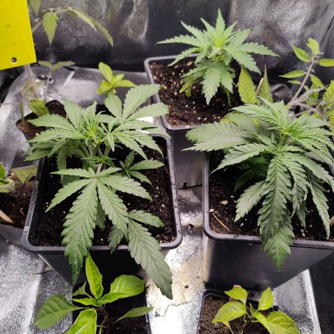 Fast Eddy Automatic growlog timeline photo