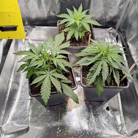 Fast Eddy Automatic growlog timeline photo