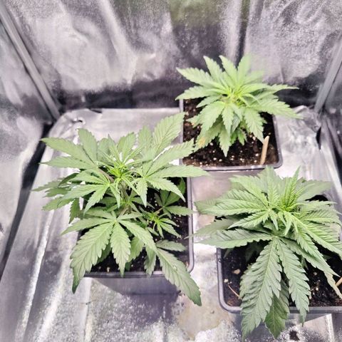 Fast Eddy Automatic growlog timeline photo