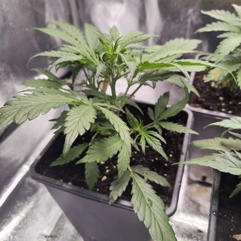 Fast Eddy Automatic growlog timeline photo