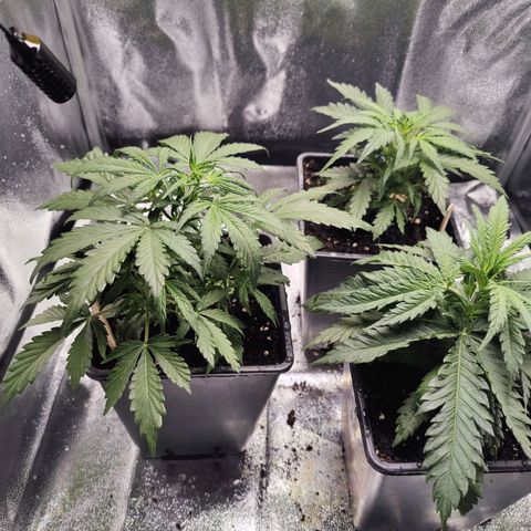 Fast Eddy Automatic growlog timeline photo