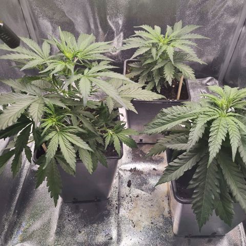 Fast Eddy Automatic growlog timeline photo