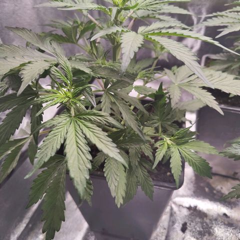 Fast Eddy Automatic growlog timeline photo