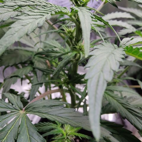 Fast Eddy Automatic growlog timeline photo
