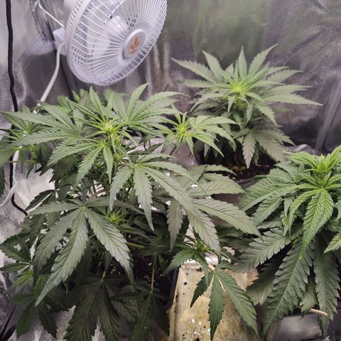 Fast Eddy Automatic growlog timeline photo