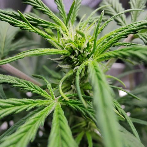 Fast Eddy Automatic growlog timeline photo