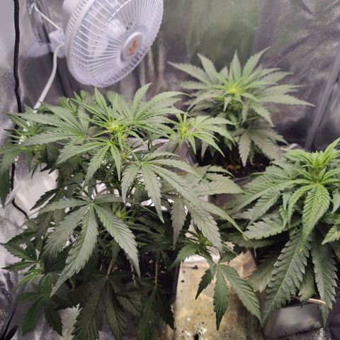 Fast Eddy Automatic growlog timeline photo