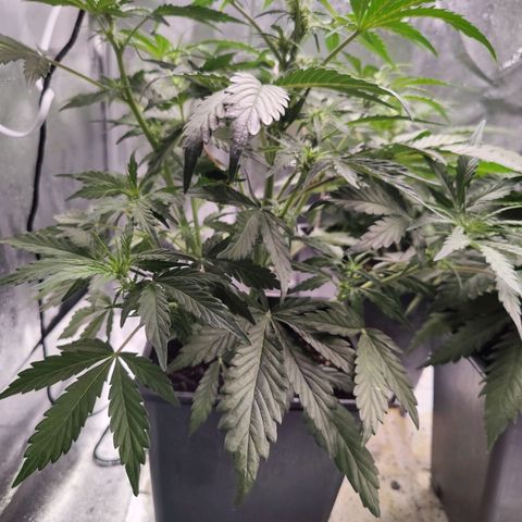 Fast Eddy Automatic growlog timeline photo