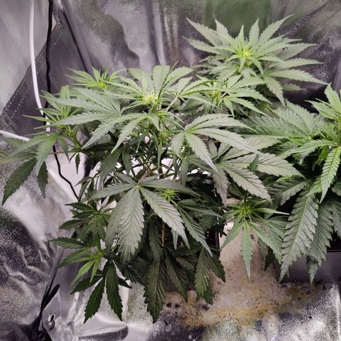 Fast Eddy Automatic growlog timeline photo