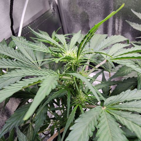 Fast Eddy Automatic growlog timeline photo