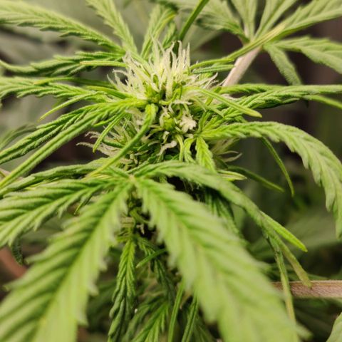 Fast Eddy Automatic growlog timeline photo
