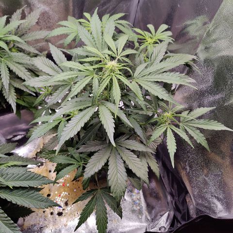 Fast Eddy Automatic growlog timeline photo