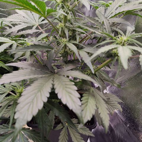 Fast Eddy Automatic growlog timeline photo