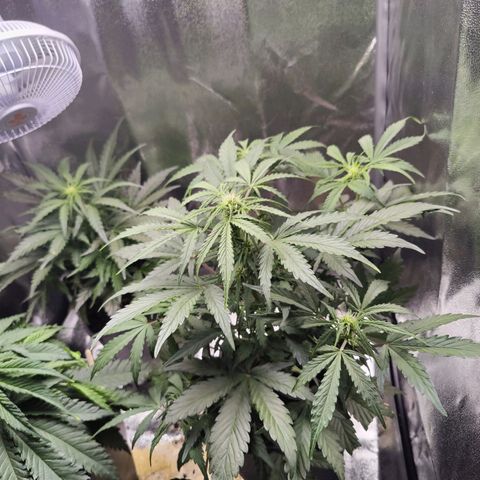 Fast Eddy Automatic growlog timeline photo