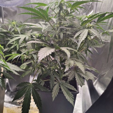 Fast Eddy Automatic growlog timeline photo