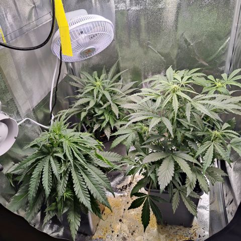 Fast Eddy Automatic growlog timeline photo