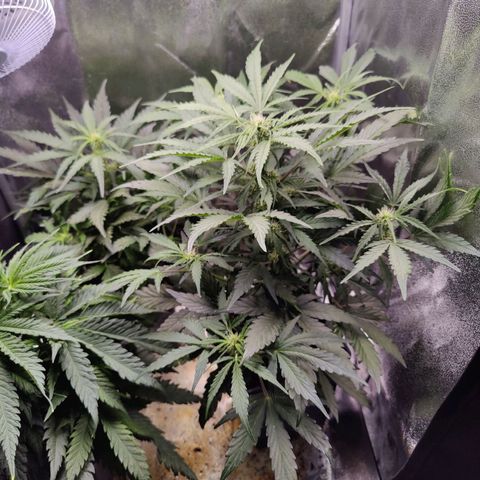 Fast Eddy Automatic growlog timeline photo
