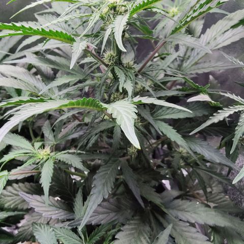 Fast Eddy Automatic growlog timeline photo