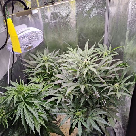 Fast Eddy Automatic growlog timeline photo