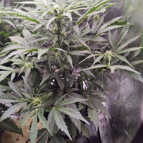 Fast Eddy Automatic growlog timeline photo