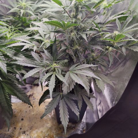 Fast Eddy Automatic growlog timeline photo