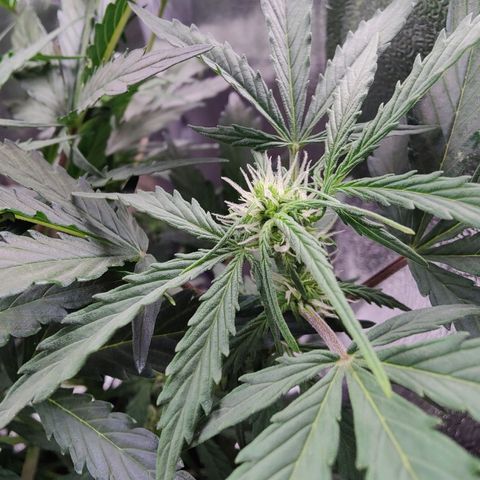 Fast Eddy Automatic growlog timeline photo