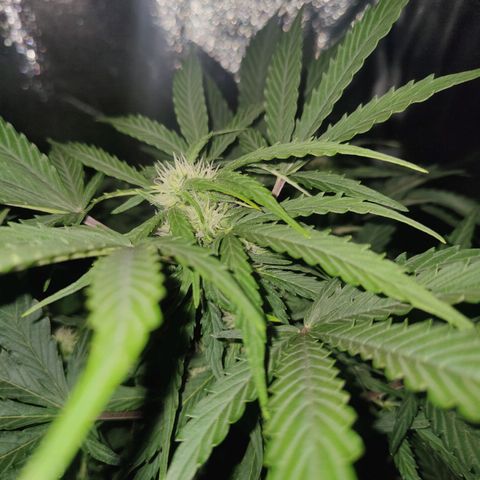Fast Eddy Automatic growlog timeline photo