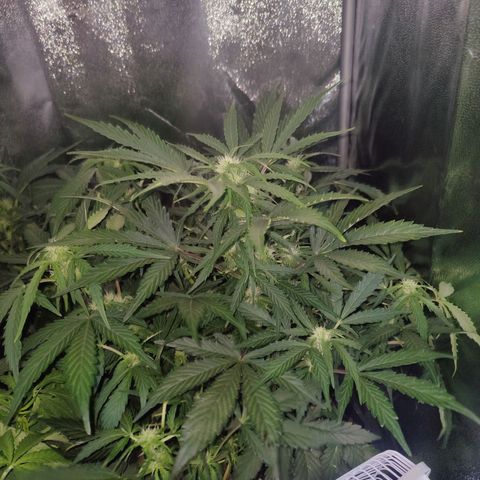 Fast Eddy Automatic growlog timeline photo