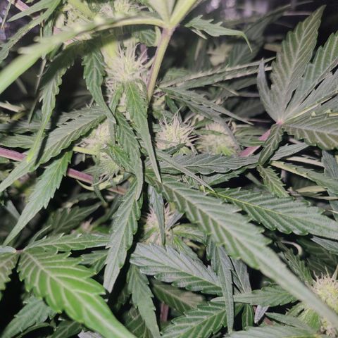 Fast Eddy Automatic growlog timeline photo