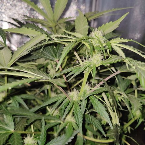 Fast Eddy Automatic growlog timeline photo