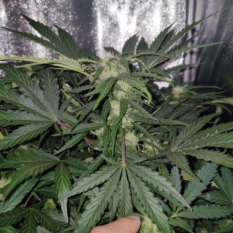 Fast Eddy Automatic growlog timeline photo