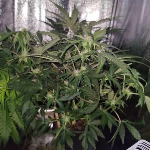 Fast Eddy Automatic growlog timeline photo