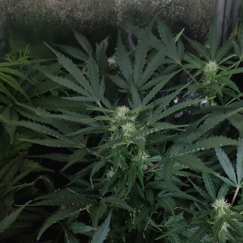 Fast Eddy Automatic growlog timeline photo