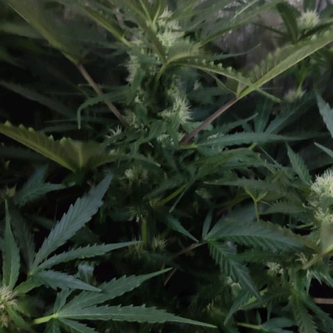 Fast Eddy Automatic growlog timeline photo