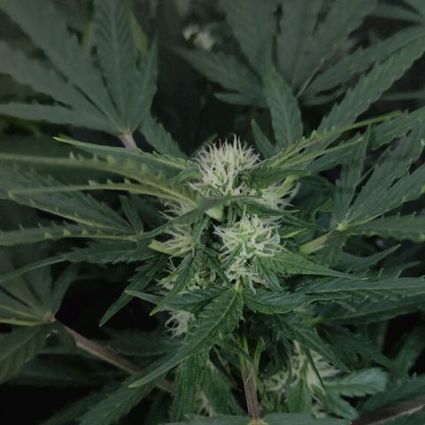 Fast Eddy Automatic growlog timeline photo