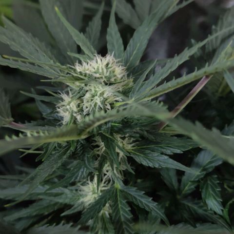 Fast Eddy Automatic growlog timeline photo