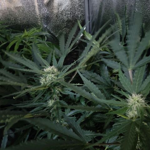 Fast Eddy Automatic growlog timeline photo