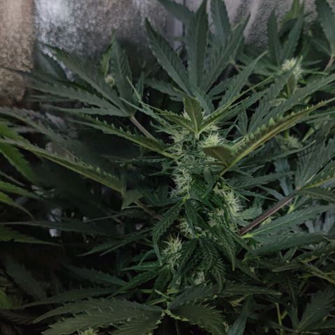Fast Eddy Automatic growlog timeline photo