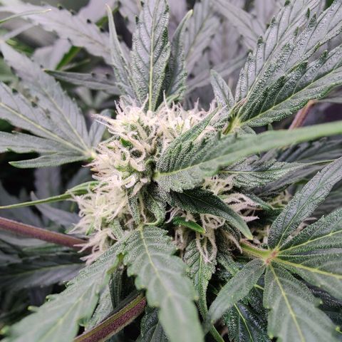 Fast Eddy Automatic growlog timeline photo