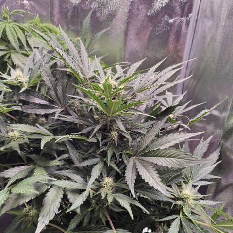 Fast Eddy Automatic growlog timeline photo