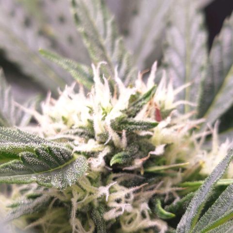 Fast Eddy Automatic growlog timeline photo