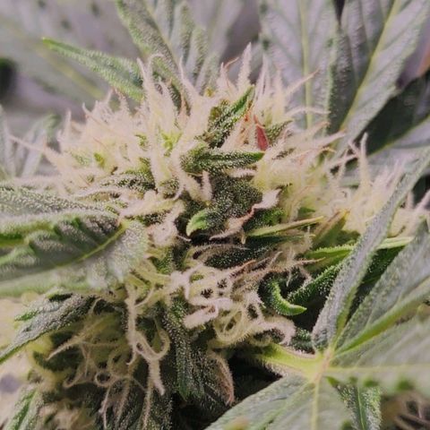 Fast Eddy Automatic growlog timeline photo